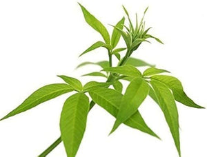 Nirgundi